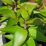 Lilium lancifolium Leaf