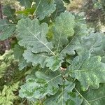 Quercus × rosacea Blad