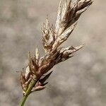 Carex arenaria Blodyn
