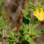 Ludwigia peruviana Hábito