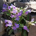 Penstemon speciosus Alkat (teljes növény)