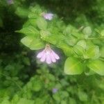 Sclerochiton harveyanus Flower