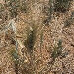 Triticum turgidum Hoja