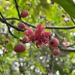 Siparuna thecaphora Fruit