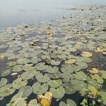 Nymphaea rubra ᱥᱟᱠᱟᱢ