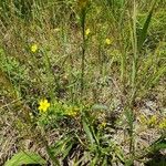 Solidago uliginosa Deilen