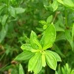Galium rubioides Ліст