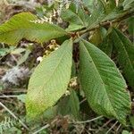 Saurauia montana Leaf