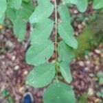 Robinia pseudoacacia Feuille