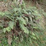 Asplenium bipartitum Habitat