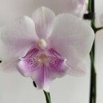 Phalaenopsis spp.Flower