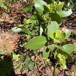 Arctostaphylos patula 葉