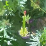 Geranium sanguineum Fruit