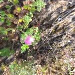 Ononis diffusa Flower