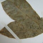 Endlicheria pyriformis Máis