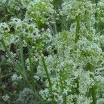 Galium albumЦвят