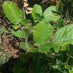 Rubus ellipticus Leaf