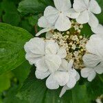 Viburnum plicatumFlor