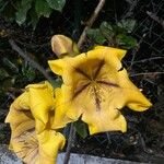 Solandra maxima Blüte