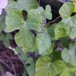 Ipomoea cordatotriloba Blad