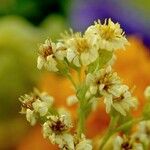 Tagetes minuta Flower