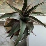 Aloe broomii Leaf