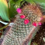 Mammillaria backebergiana 花