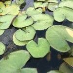 Nymphaea odorata Leaf