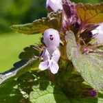 Lamium purpureum花