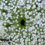 Daucus carotaফুল