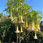 Brugmansia suaveolensപുഷ്പം