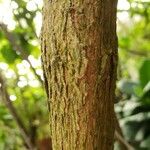 Graptophyllum pictum Bark