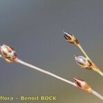 Juncus tenageia Sonstige