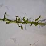 Elodea nuttallii Hoja