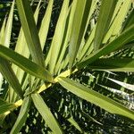 Phoenix canariensis Leaf