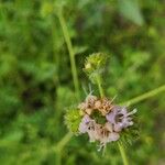 Phacelia californica Kvet