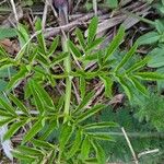 Angelica razulii Leaf