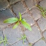 Isatis tinctoria Leaf