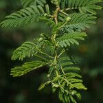 Vachellia tortuosa Leaf