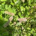 Trifolium incarnatum Hábitos