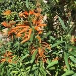 Leonotis leonurus برگ