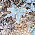 Stachys inflata Foglia