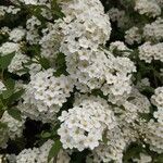 Spiraea × vanhouttei Õis