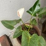 Anthurium scherzerianumFlower