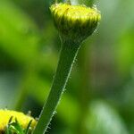 Santolina villosa Flor