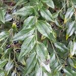 Sarcococca ruscifolia Foglia