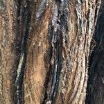 Sequoia sempervirens Casca