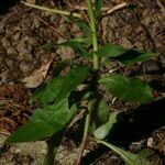 Hieracium virgultorum Blatt