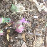 Origanum dictamnus Flower