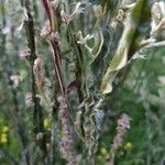 Pterocaulon alopecuroides Corteza